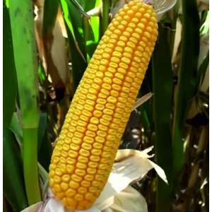 Інклюзив - кукурудза, 150 000 насінь, 1 п.о., Голден Сидз (Україна) фото, цiна